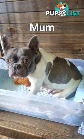Pedigree French bulldog