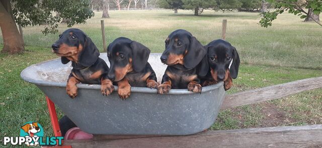 Miniature Dachshund Puppies