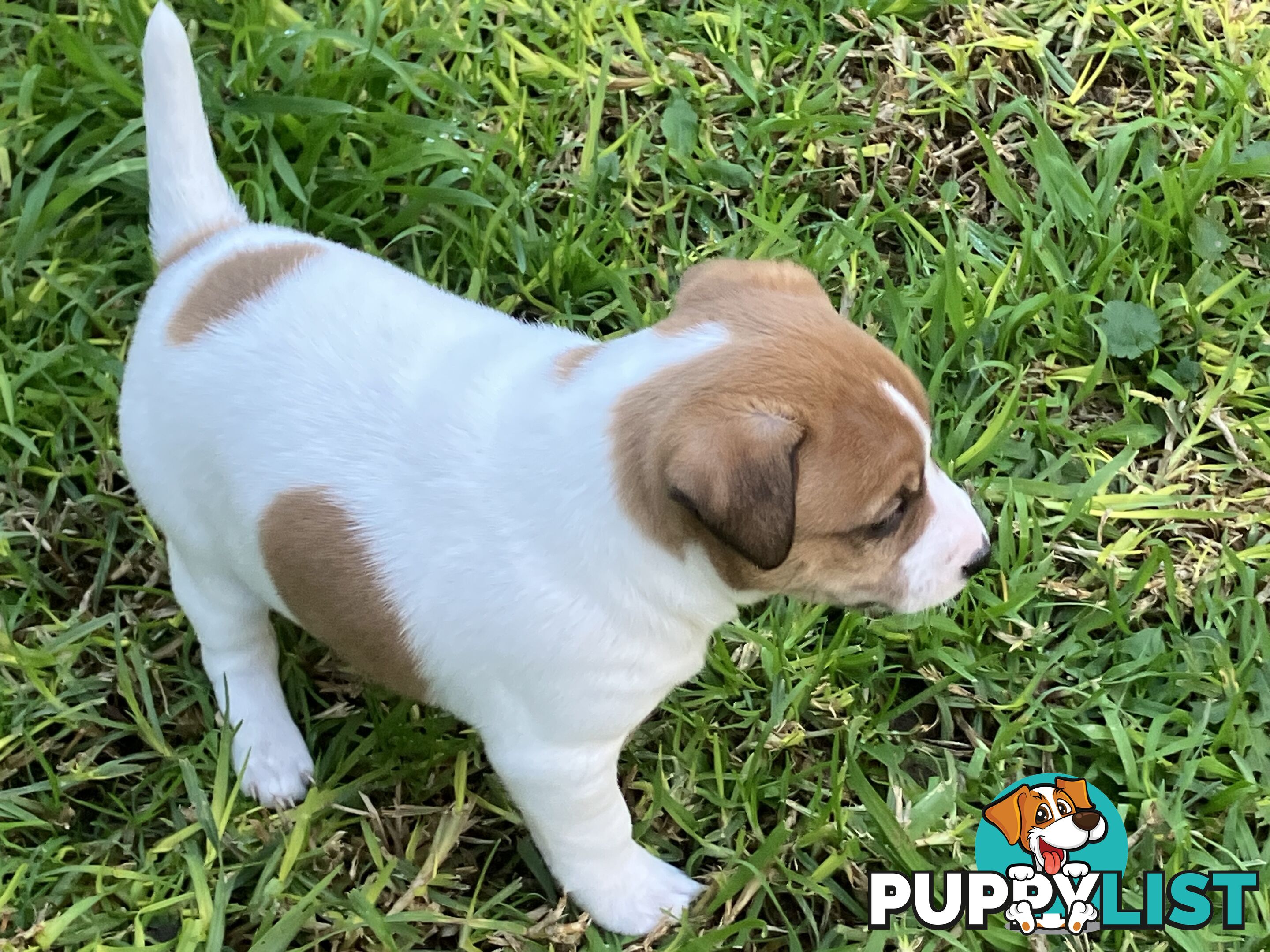 Jack Russell Puppies