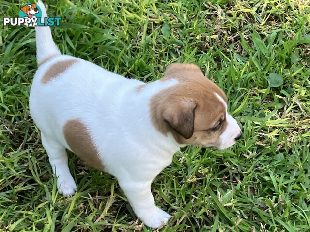 Jack Russell Puppies