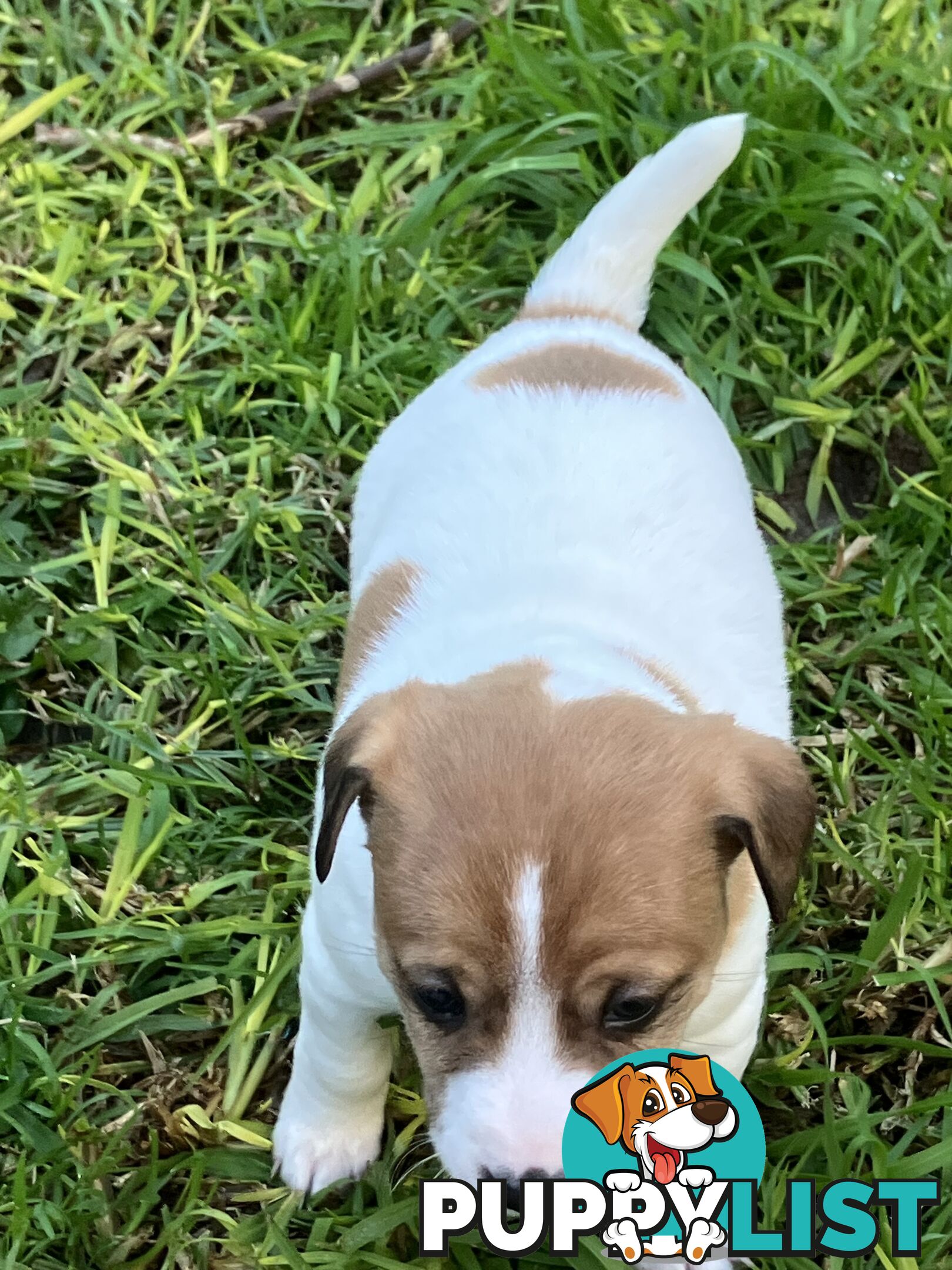 Jack Russell Puppies