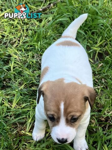 Jack Russell Puppies