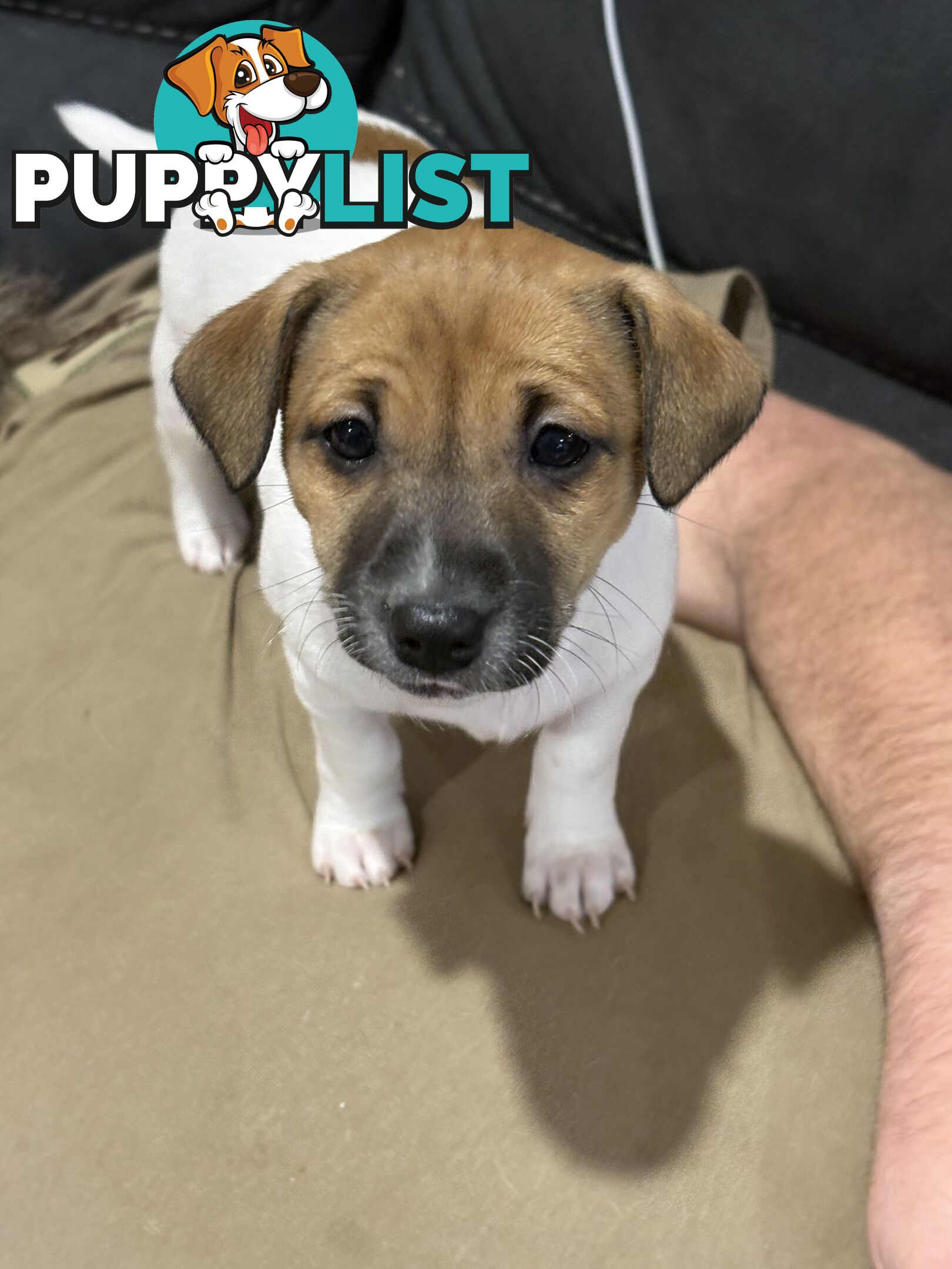 Jack Russell Puppies - 1 girl left!