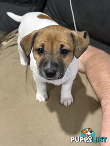 Jack Russell Puppies - 1 girl left!