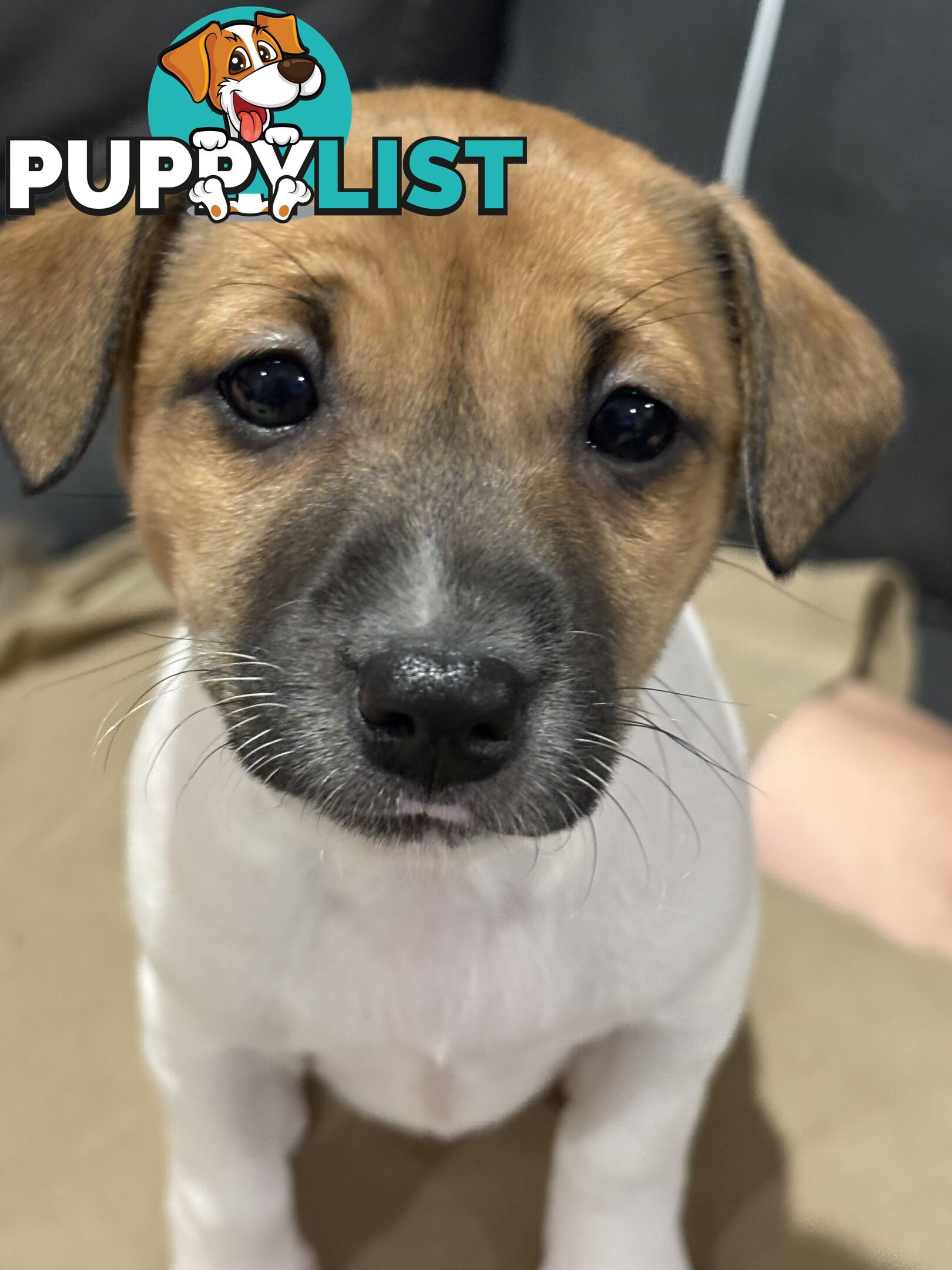Jack Russell Puppies - 1 girl left!