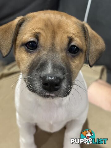 Jack Russell Puppies - 1 girl left!