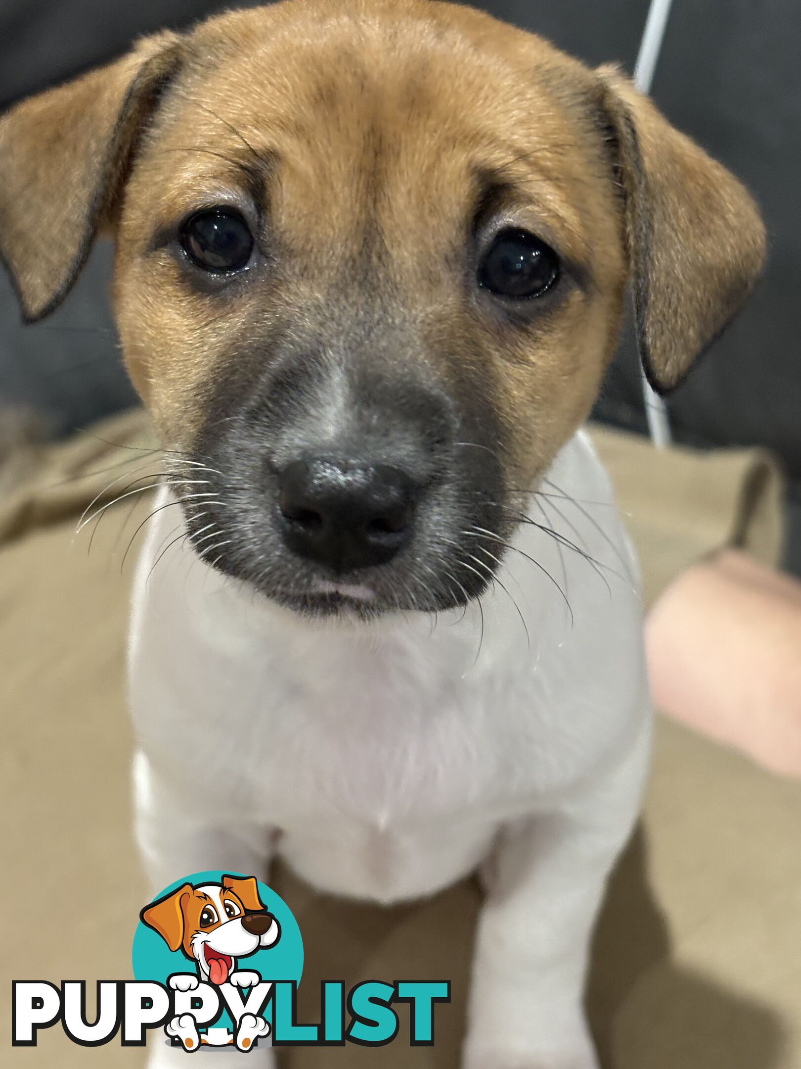 Jack Russell Puppies - 1 girl left!