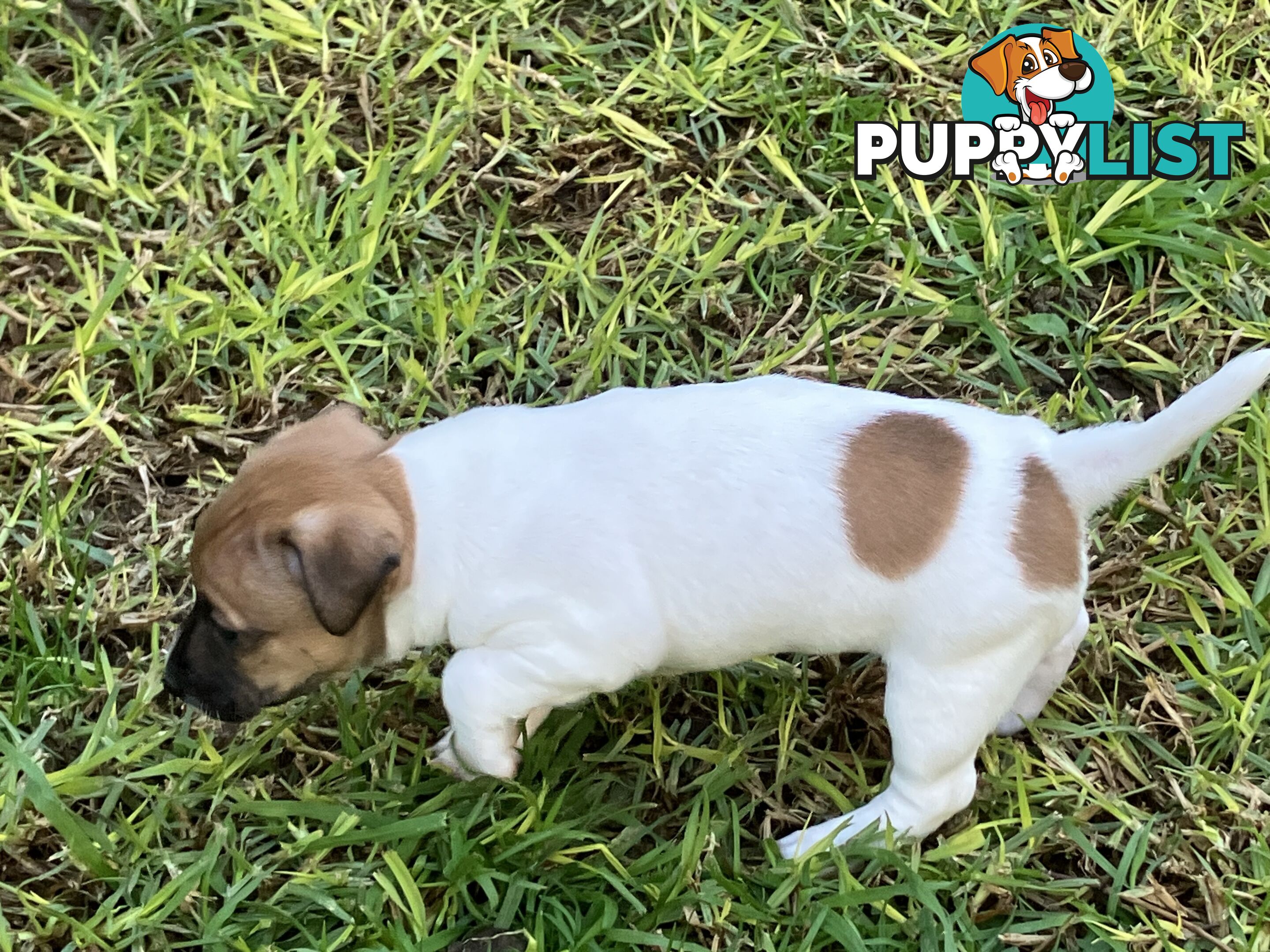 Jack Russell Puppies