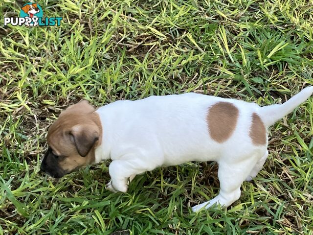 Jack Russell Puppies