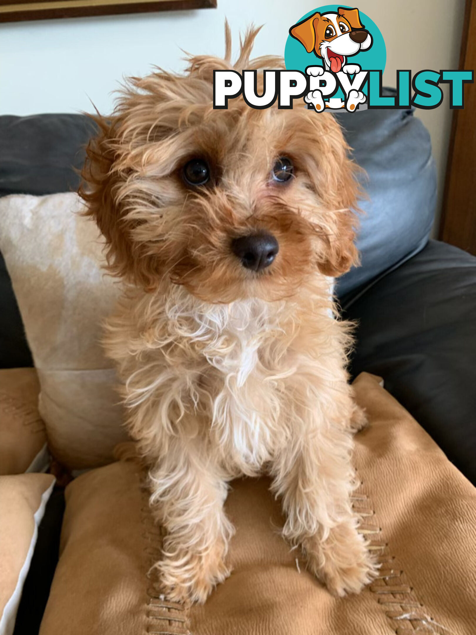 Cavoodle Puppies For  Sale