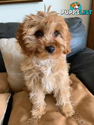 Cavoodle Puppies For  Sale