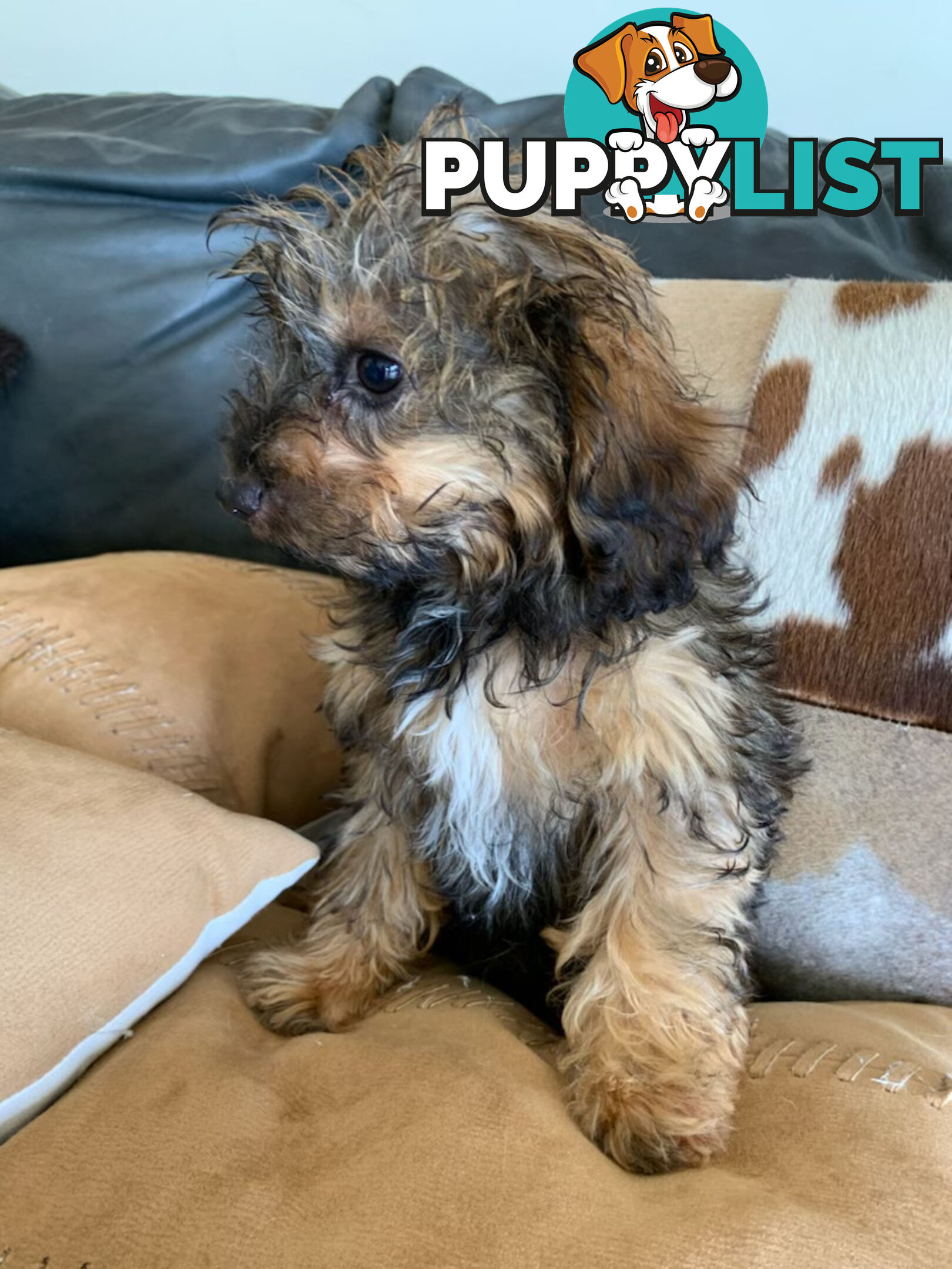 Cavoodle Puppies For  Sale