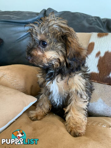 Cavoodle Puppies For  Sale