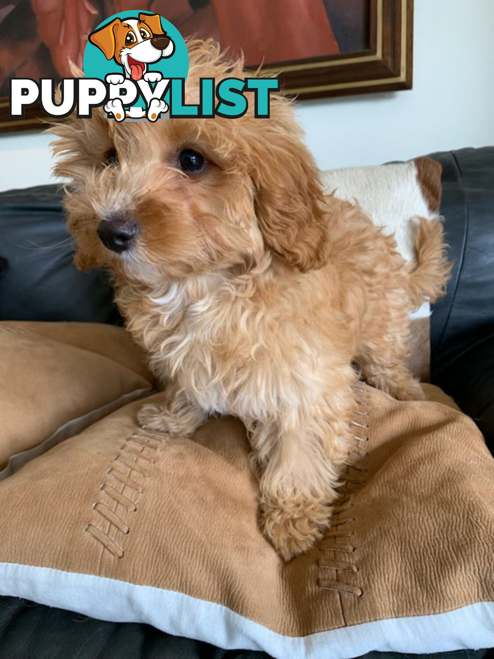 Cavoodle Puppies For  Sale