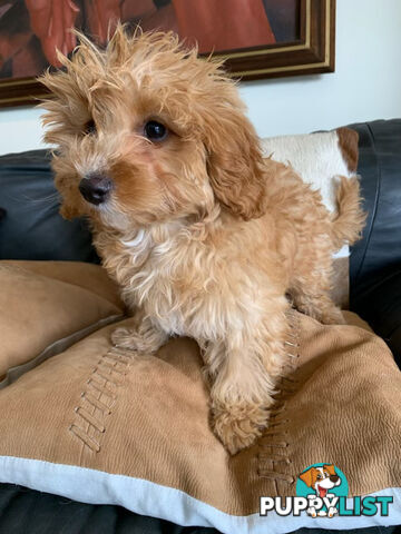 Cavoodle Puppies For  Sale