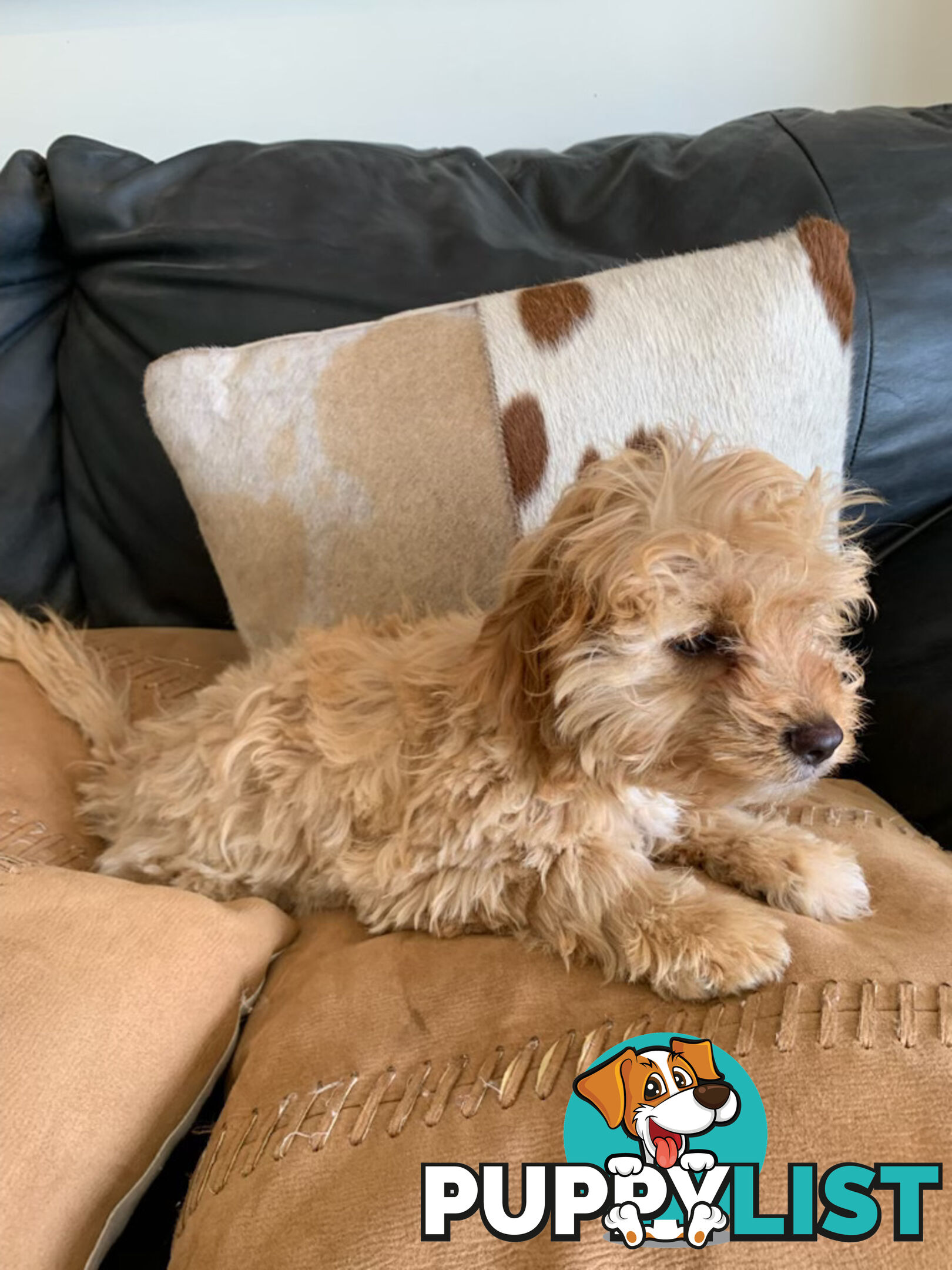 Cavoodle Puppies For  Sale