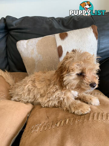 Cavoodle Puppies For  Sale