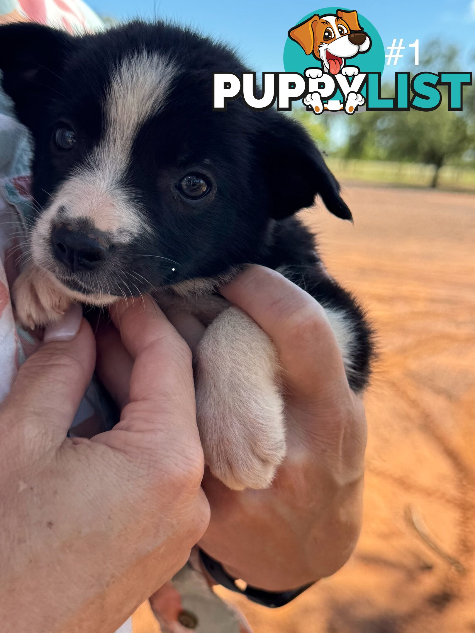 Pure Bred Border Collie Pups