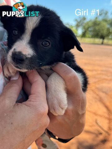 Pure Bred Border Collie Pups