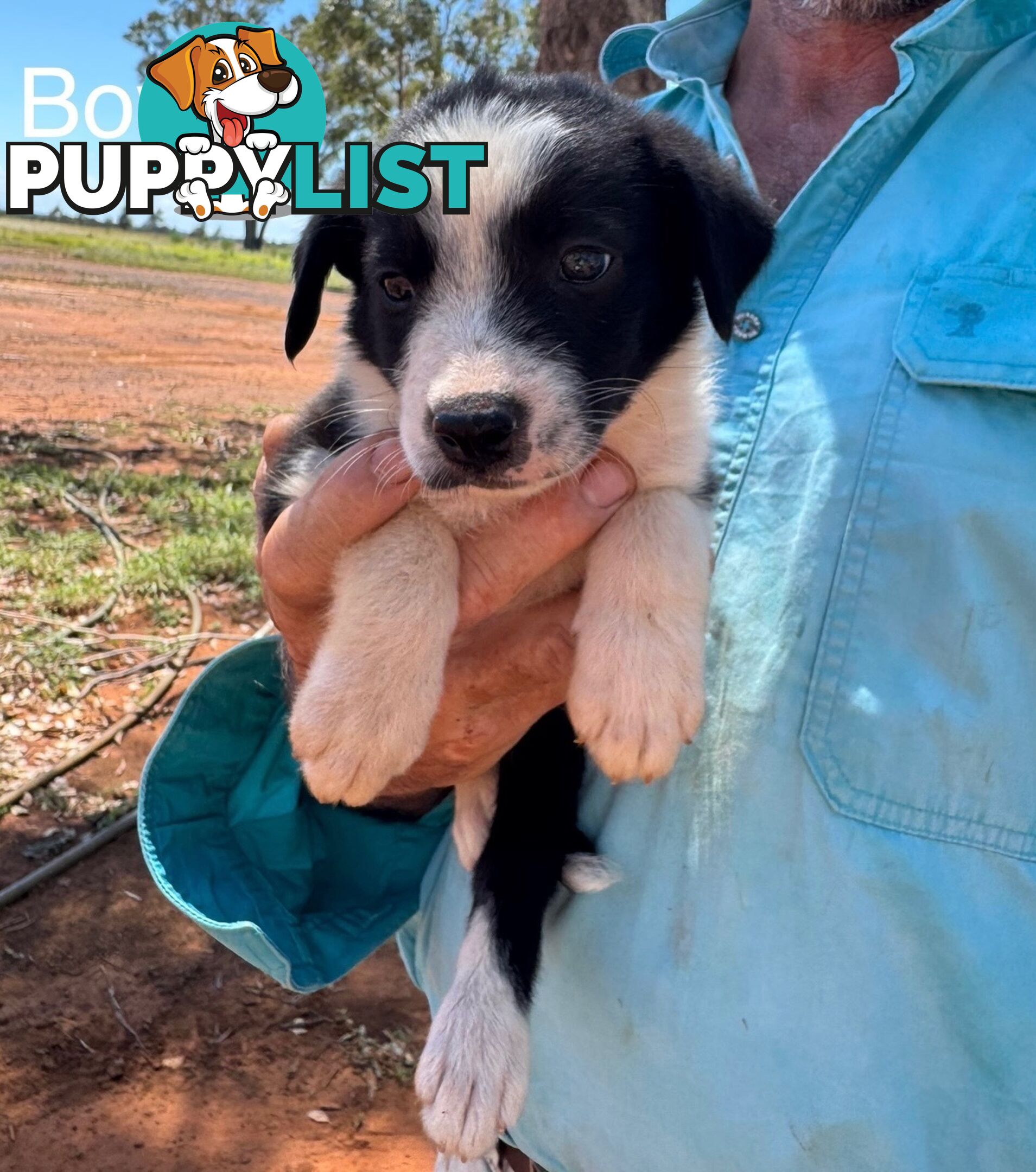 Pure Bred Border Collie Pups