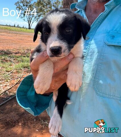 Pure Bred Border Collie Pups