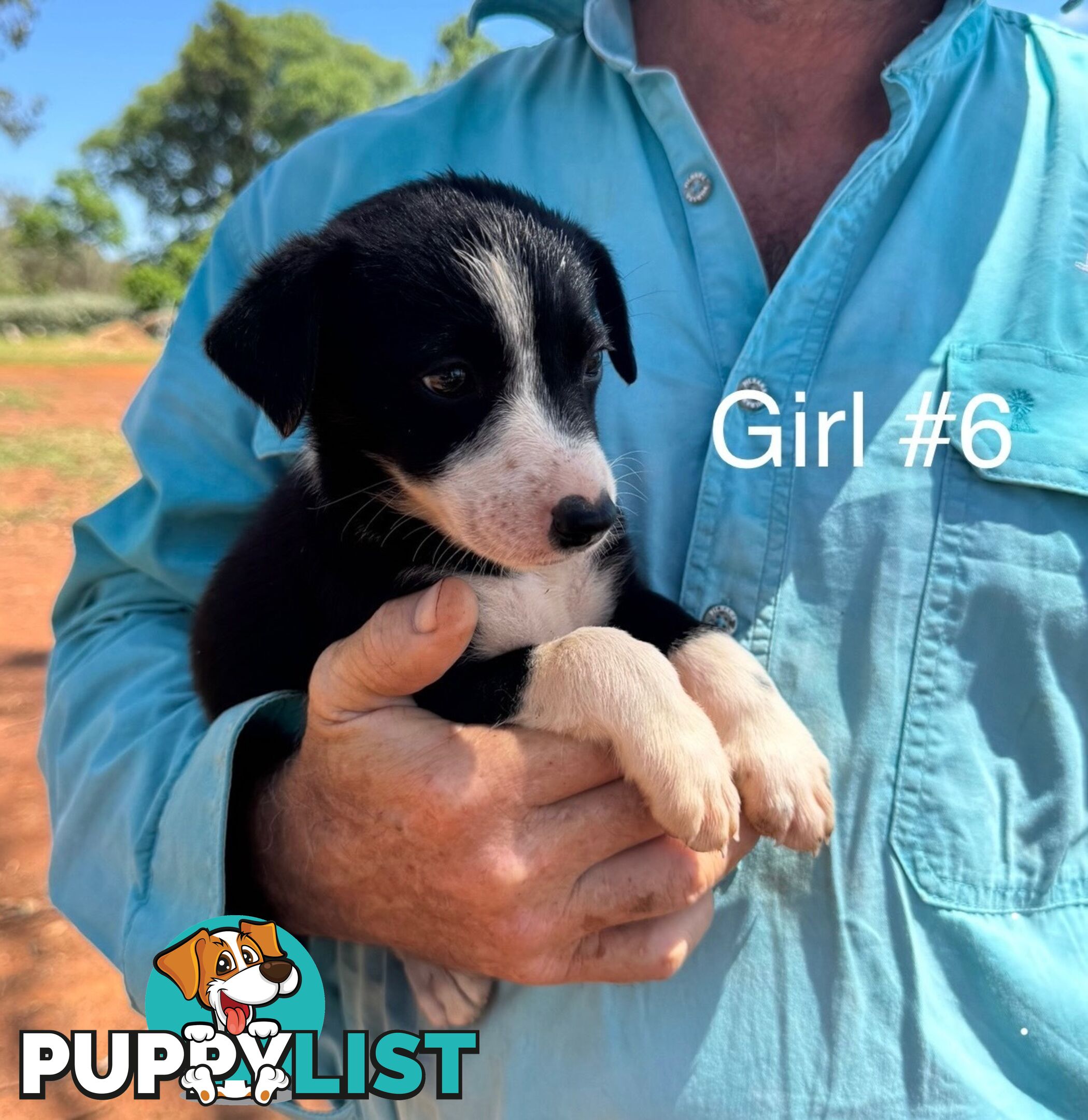 Pure Bred Border Collie Pups