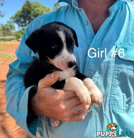 Pure Bred Border Collie Pups