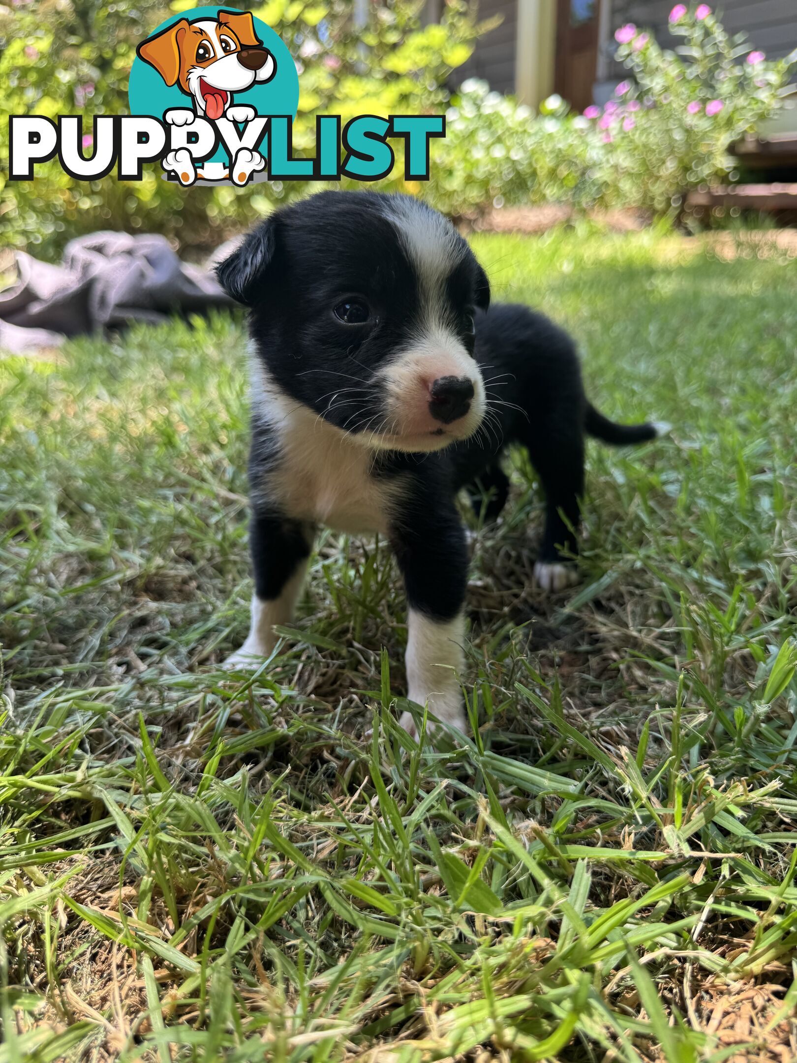 Pure Bred Border Collie Pups