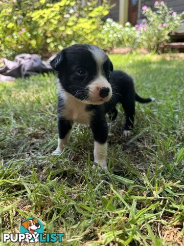 Pure Bred Border Collie Pups