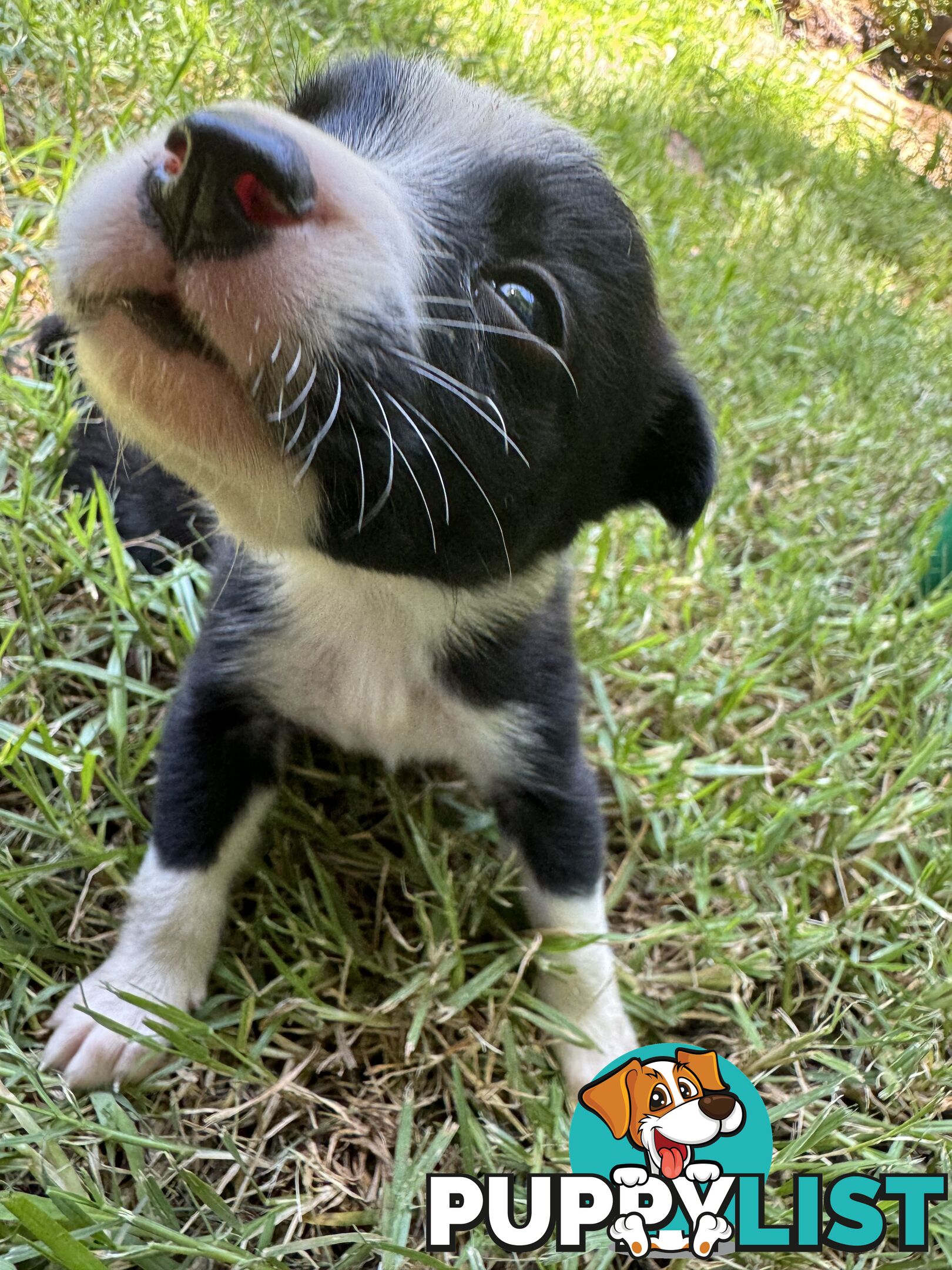 Pure Bred Border Collie Pups