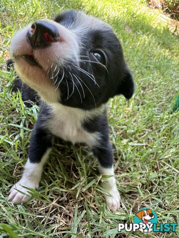 Pure Bred Border Collie Pups