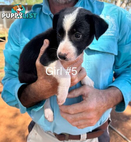 Pure Bred Border Collie Pups