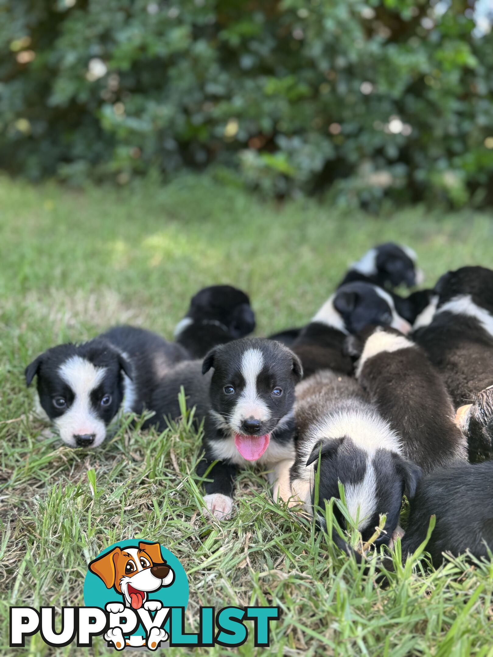 Pure Bred Border Collie Pups