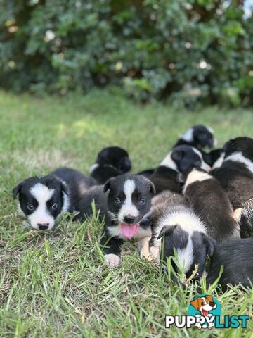 Pure Bred Border Collie Pups