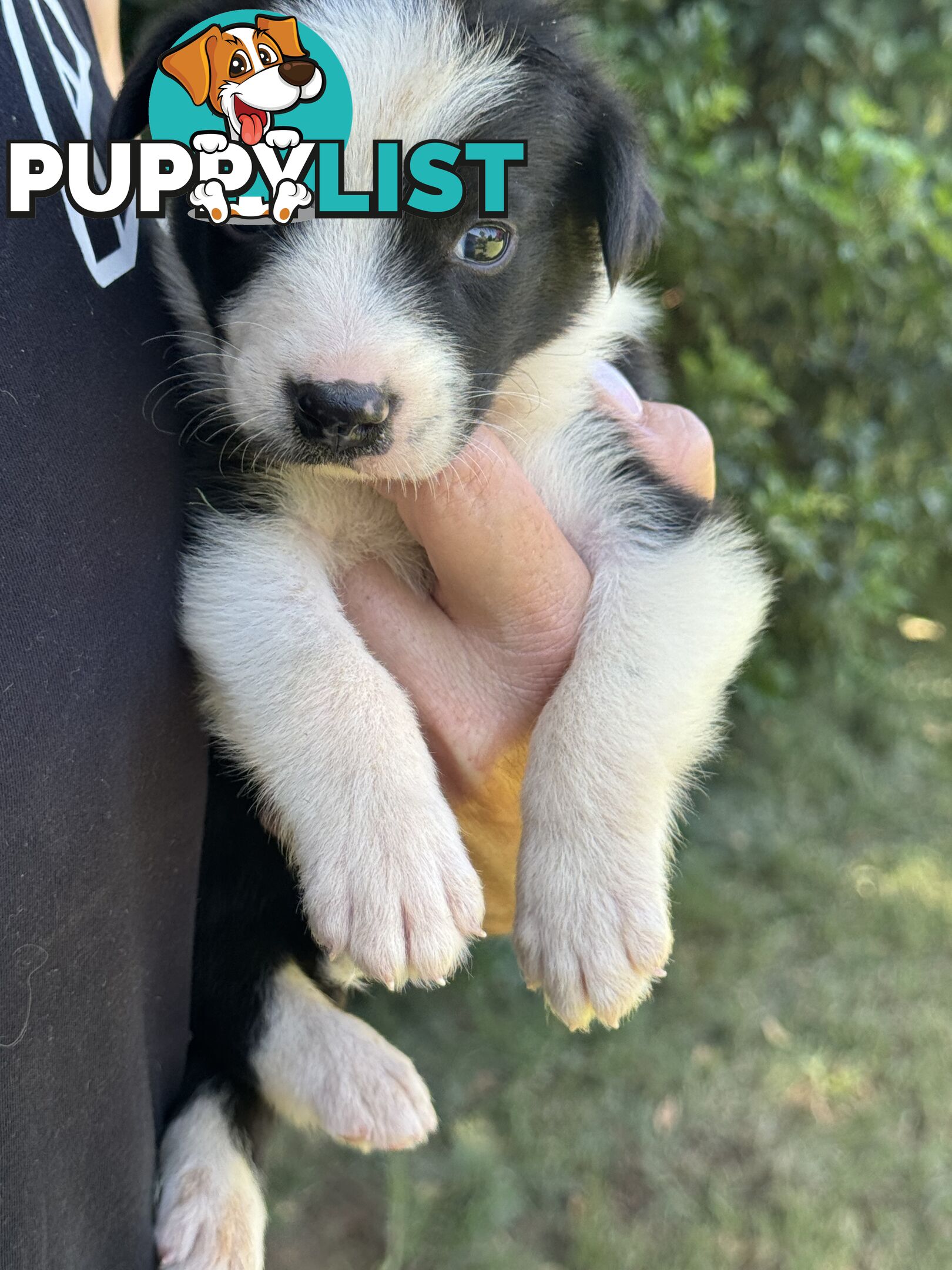 Pure Bred Border Collie Pups