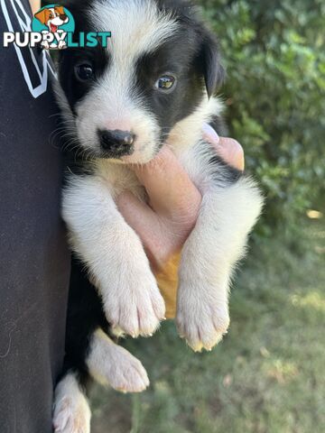 Pure Bred Border Collie Pups