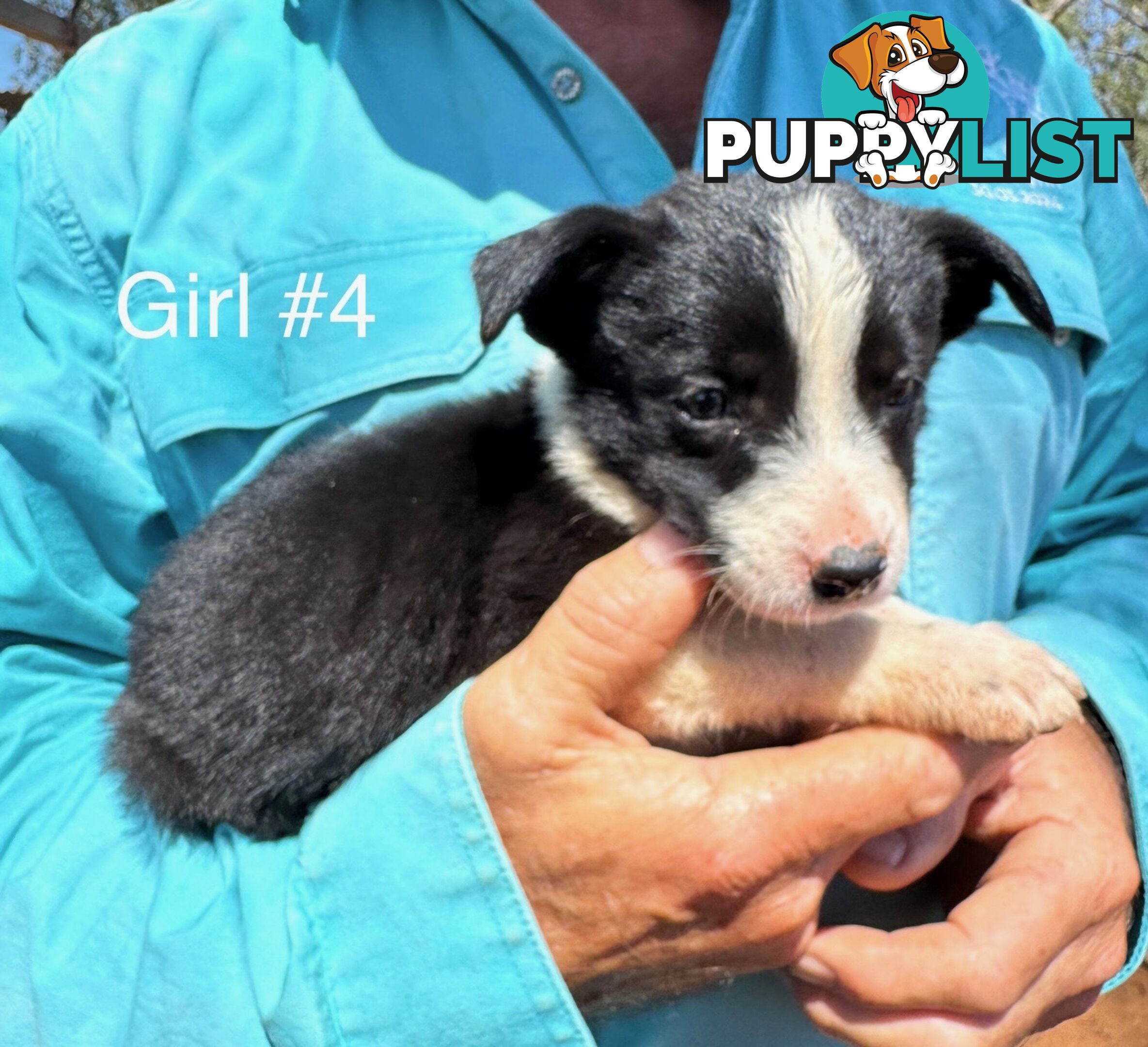 Pure Bred Border Collie Pups