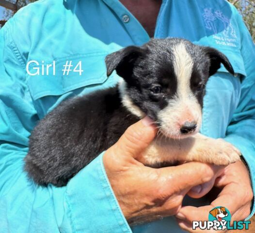 Pure Bred Border Collie Pups