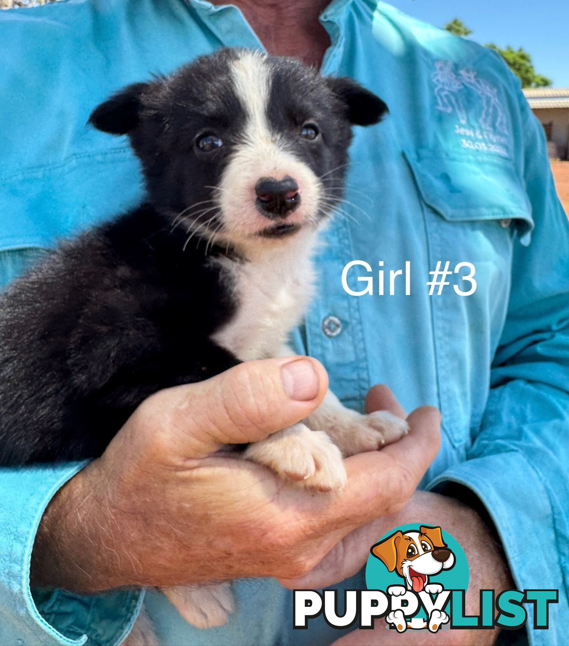 Pure Bred Border Collie Pups