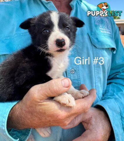 Pure Bred Border Collie Pups