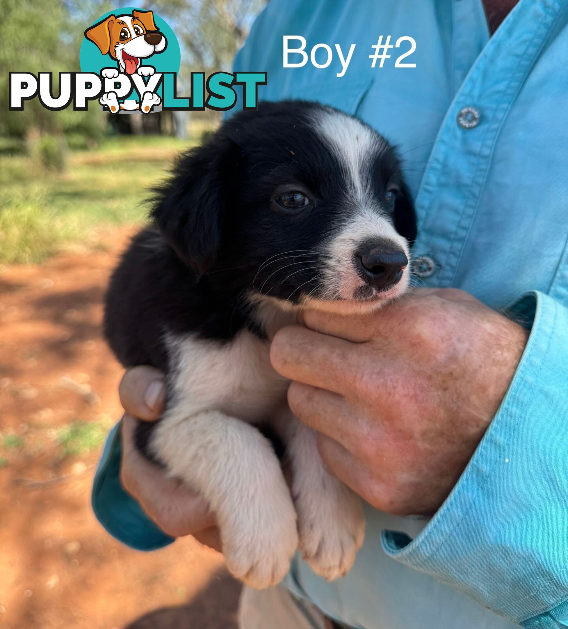 Pure Bred Border Collie Pups