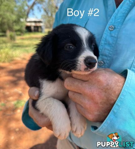 Pure Bred Border Collie Pups