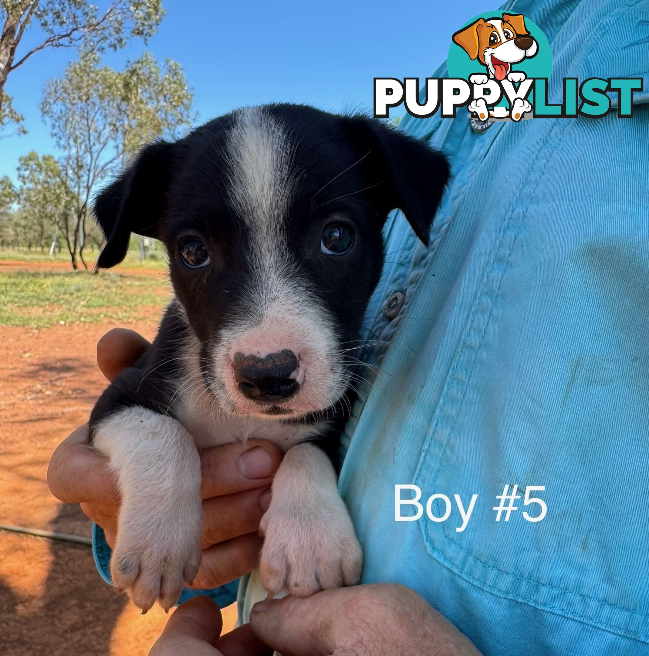 Pure Bred Border Collie Pups