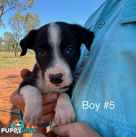 Pure Bred Border Collie Pups