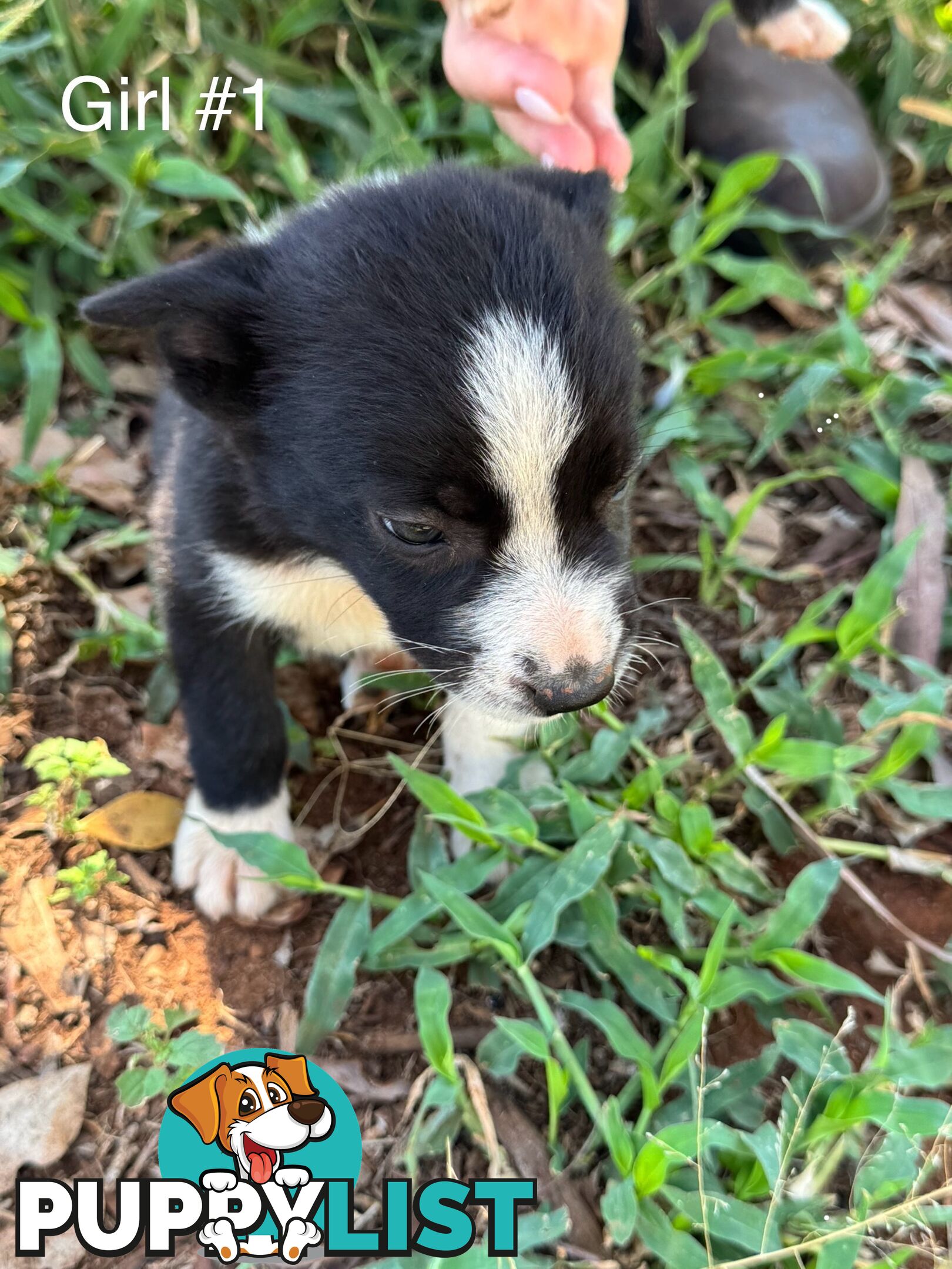 Pure Bred Border Collie Pups