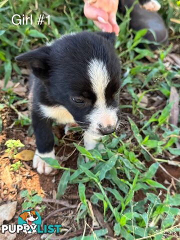 Pure Bred Border Collie Pups