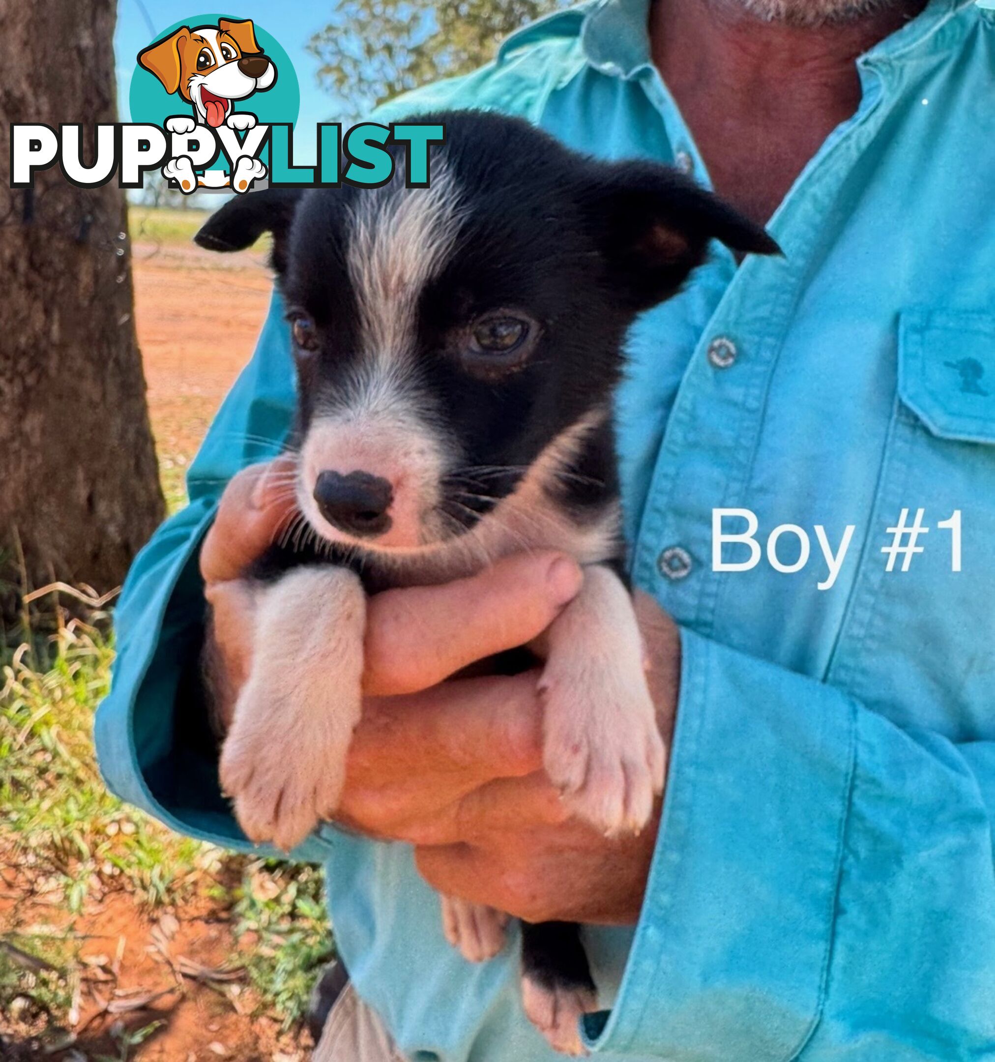 Pure Bred Border Collie Pups