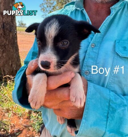 Pure Bred Border Collie Pups