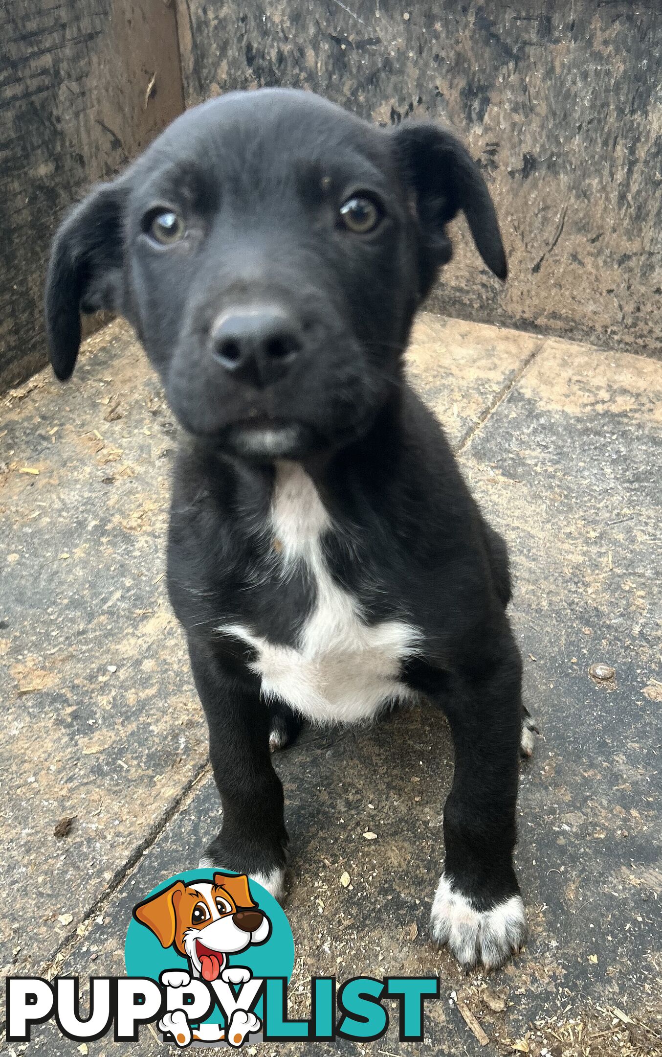 Kelpie male pups