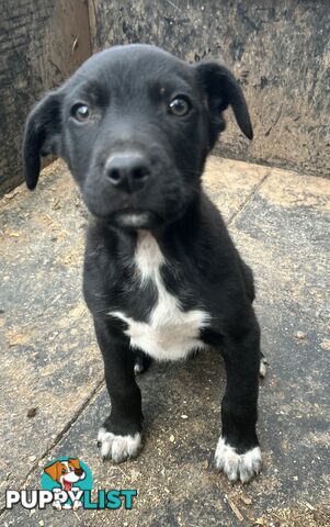 Kelpie male pups